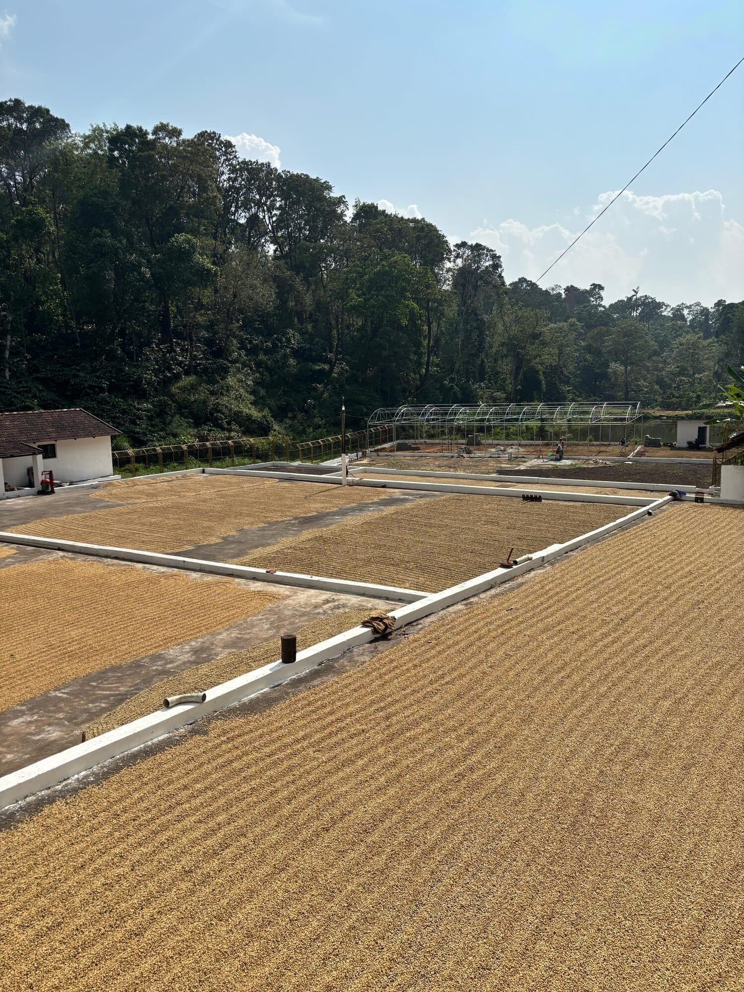 Coffee estate in Bastar, Chhattisgarh, where Kruptos grows and processes coffee