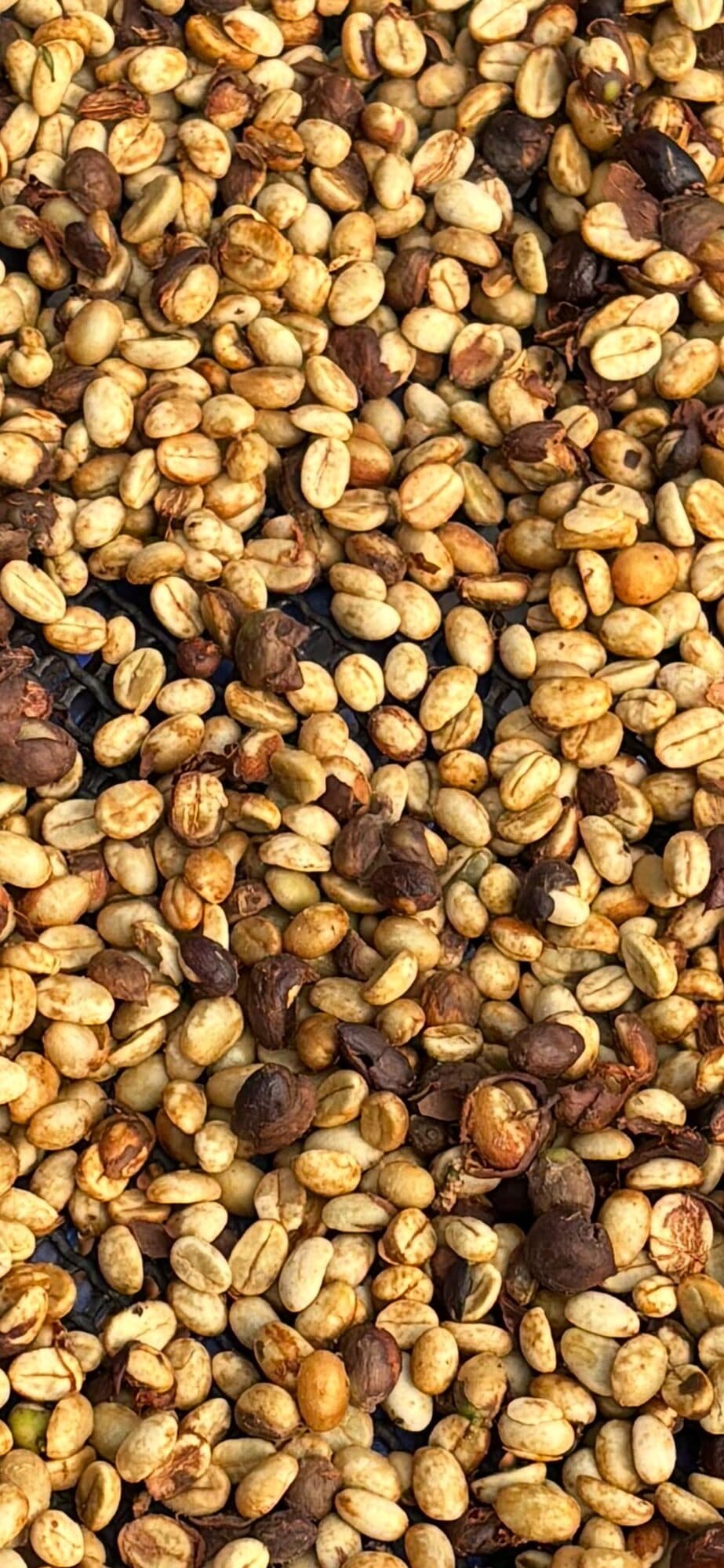 Coffee processing at the Kruptos estate — drying beds and fermentation